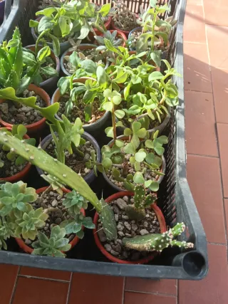 Piantine miste in vaso, idea regalo