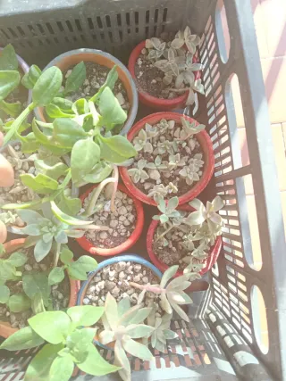 Piantine miste in vaso, idea regalo