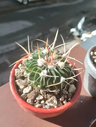 Piantine miste in vaso, idea regalo