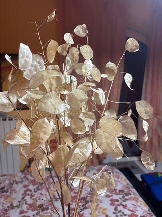 Lunaria essiccata - Moneta del Papa