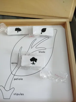 Caja Madera Tarjetas Botánica y animales