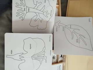 Caja Madera Tarjetas Botánica y animales