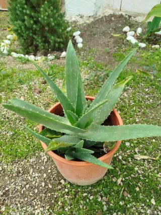Planta Aloe Vera en Maceta