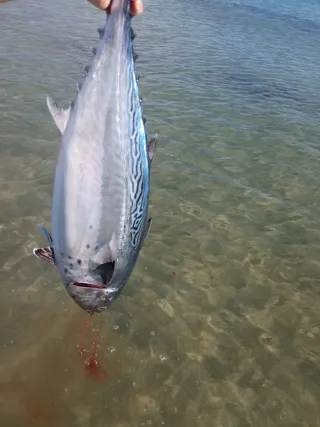 Kayak de pesca amarillo completo