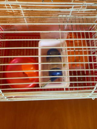 Jaula Hámster + Accesorios