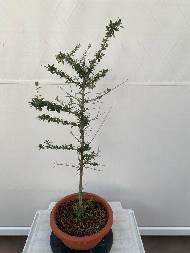Ulivo pre bonsai