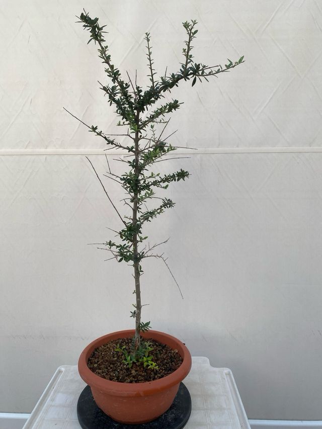 Ulivo pre bonsai