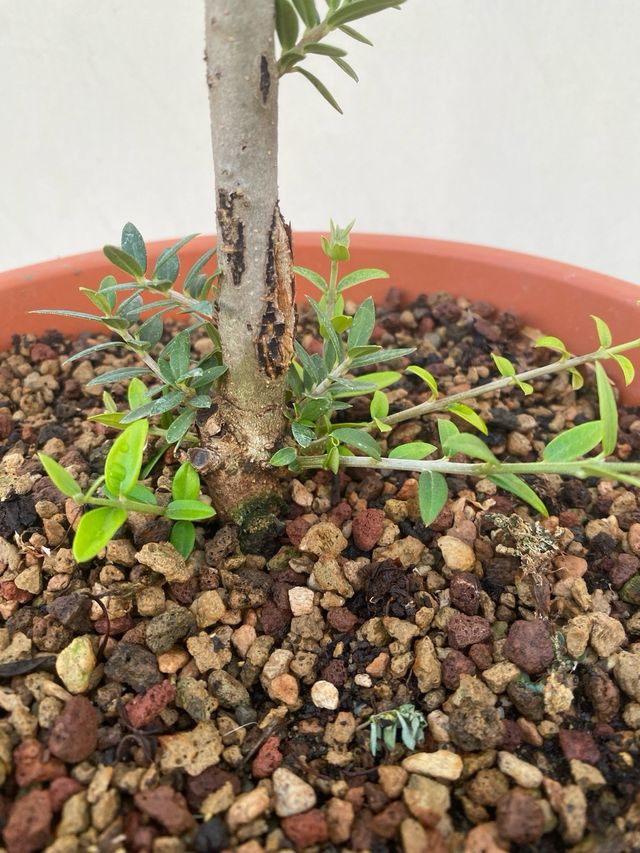 Ulivo pre bonsai