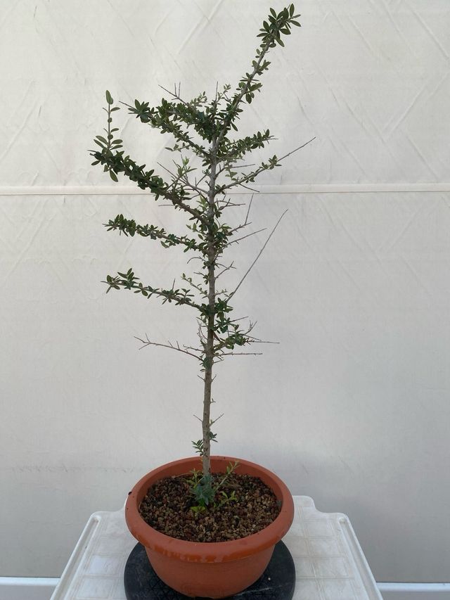 Ulivo pre bonsai
