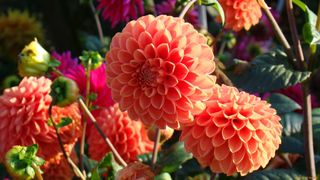 Dalia da collezione - Eleganza e passione