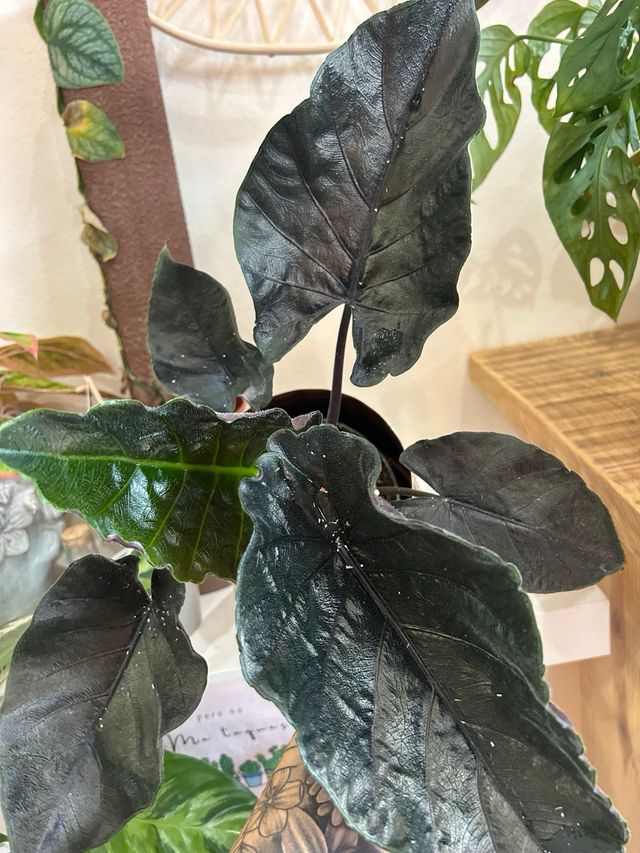 Alocasia Velvet Antoro Planta