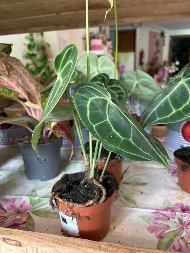 Anthurium clavinervium planta