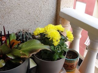 Sony DSC-H20 Cámara Digital Zoom Óptico 10x