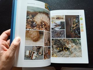 Mariposas y sus biotopos. Lepidoptera (V). Memoria