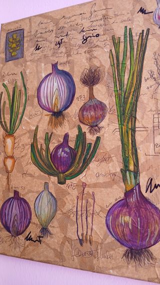 studio botanico della cipolla tavola artigianale