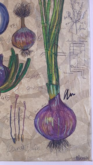 studio botanico della cipolla tavola artigianale