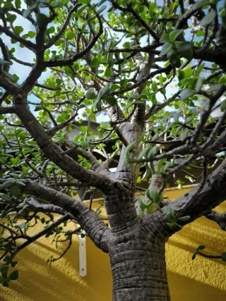 Bonsai de Portulacaria.