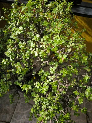 Bonsai de Portulacaria.