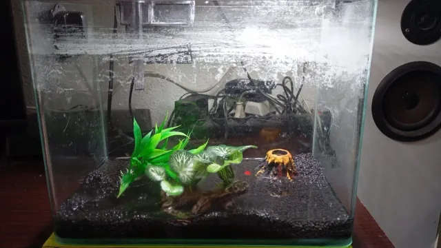 Pecera completa con accesorios