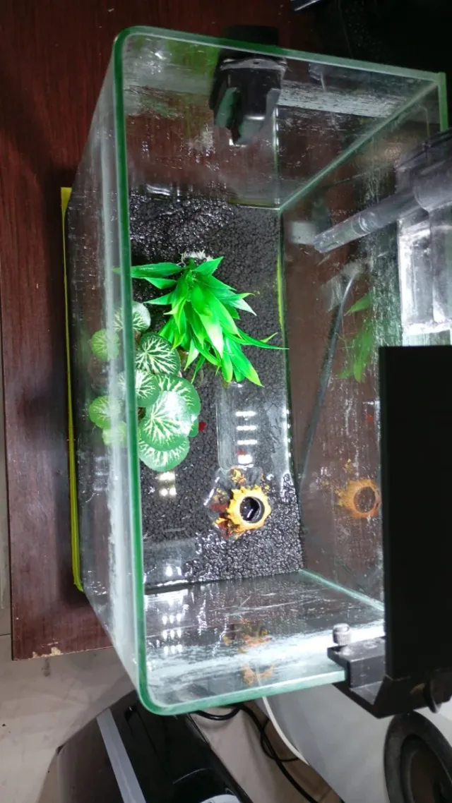 Pecera completa con accesorios