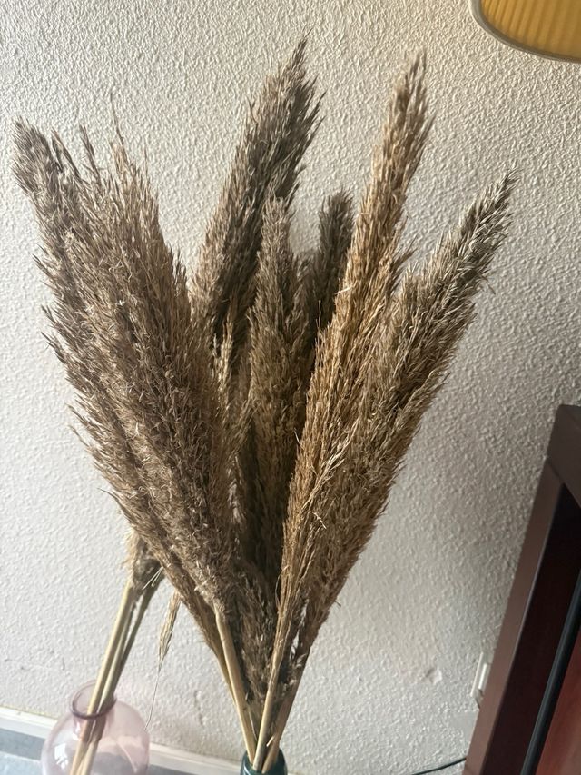 Lote Boda: recepción y hora loca