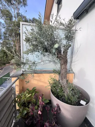 Olivo centenario en maceta