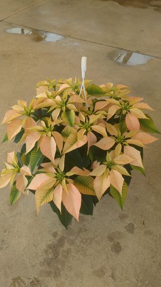 Stella di Natale Bianca 10cm