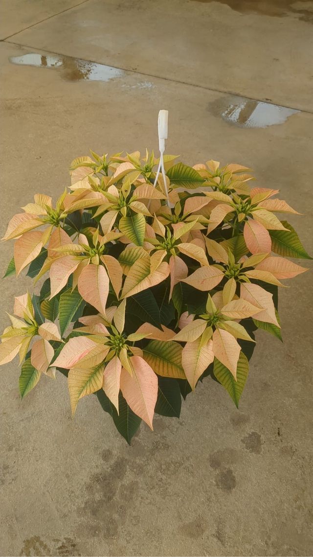 Stella di Natale Bianca 10cm