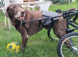 Noleggio Sedia a Rotelle per Cani di Taglia Grande