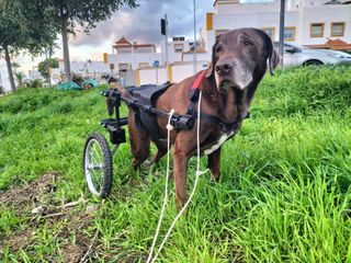 Noleggio Sedia a Rotelle per Cani di Taglia Grande