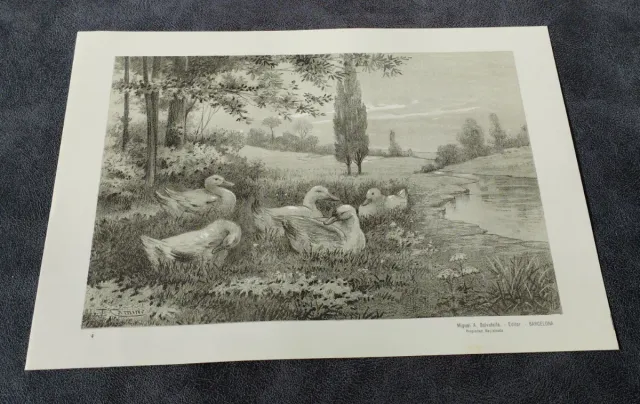 Collezione Imperatoria Disegni J. Camins