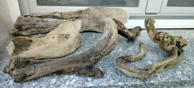 Legni di mare decorativi 4 pezzi