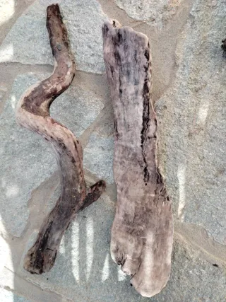 Legni di mare decorativi 4 pezzi