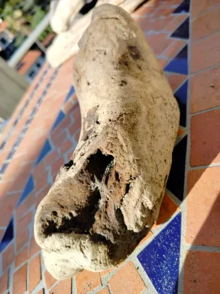 Legni di mare decorativi 4 pezzi