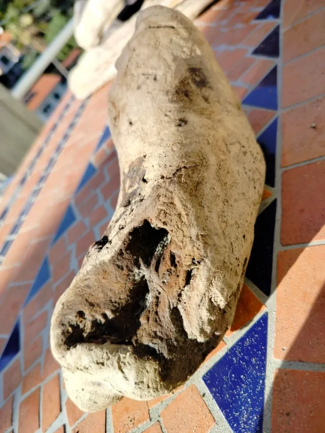 Legni di mare decorativi 4 pezzi