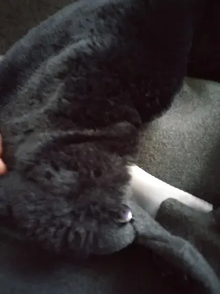 Cappotto Gaudi grigio con pelliccia