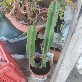 Cactus alto oltre 1 metro