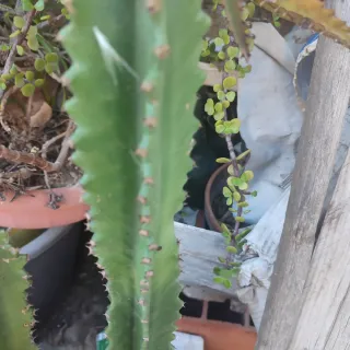 Cactus alto oltre 1 metro