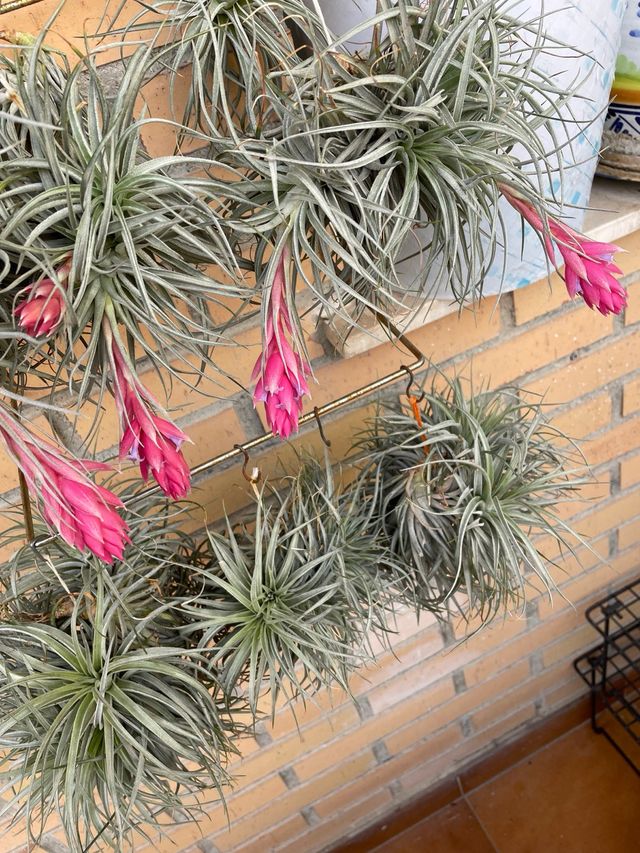 Planta de aire Tillandsia con flor rosa