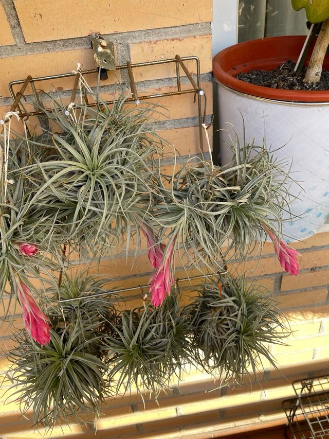 Planta de aire Tillandsia con flor rosa