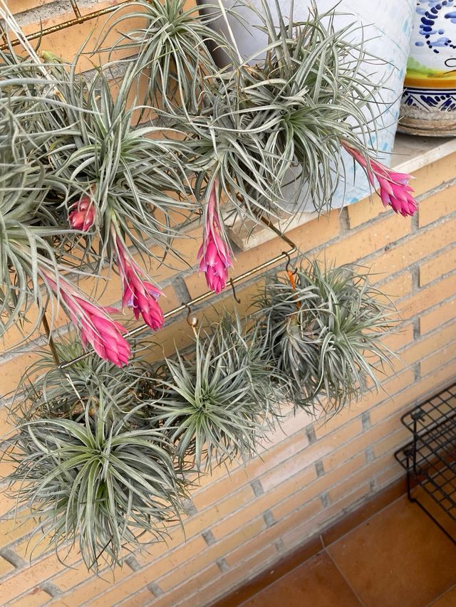 Planta de aire Tillandsia con flor rosa
