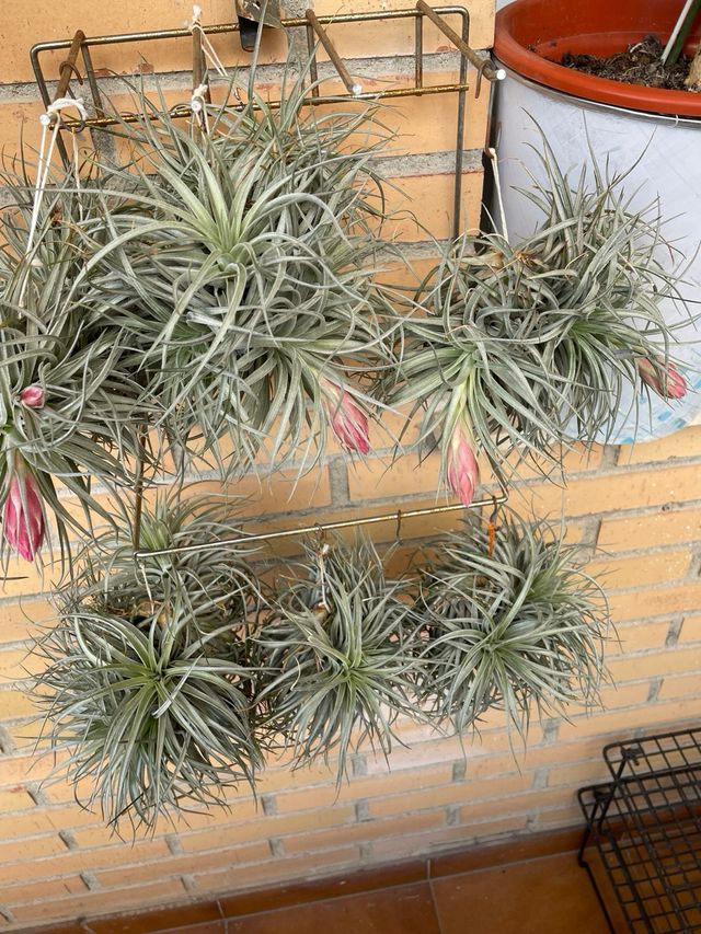 Planta de aire Tillandsia con flor rosa
