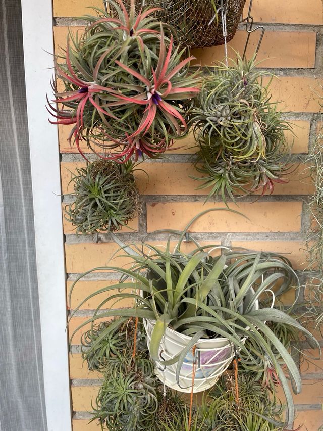 Planta de aire Tillandsia con flor rosa