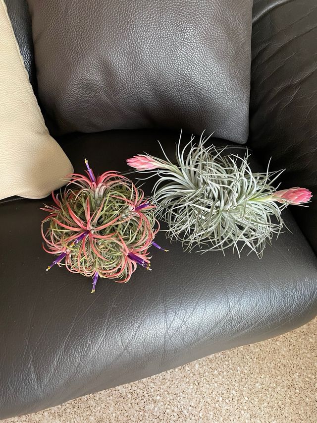 Planta de aire Tillandsia con flor rosa
