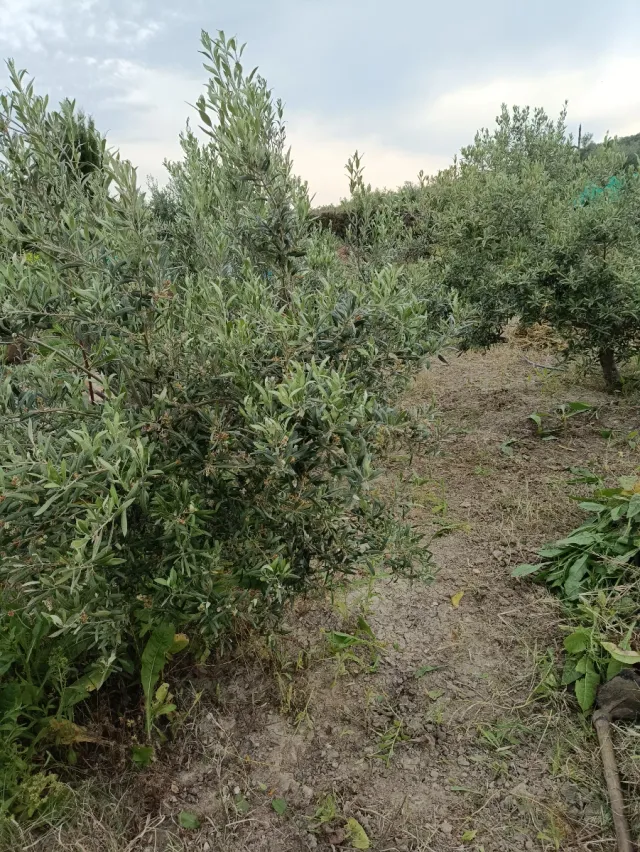 Parcela Rústica en Birrete