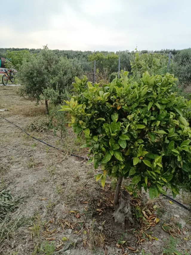 Parcela Rústica en Birrete