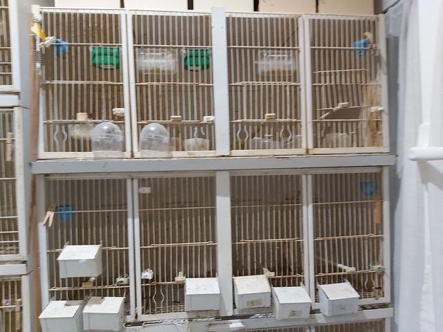 Jaulas para pájaros