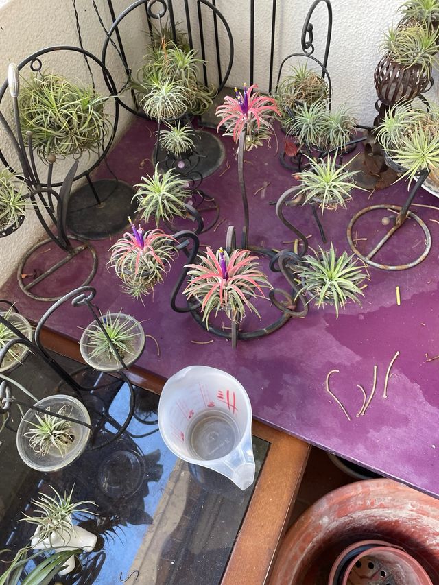 Plantas de aire Tillandsia