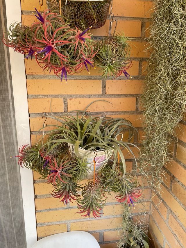 Plantas de aire Tillandsia