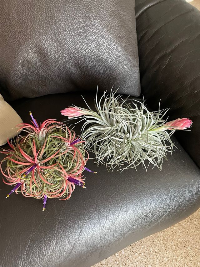 Plantas de aire Tillandsia